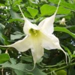 Brugmansia arborea - Trompette des anges
