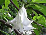 Brugmansia arborea - Floraison