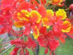 Caesalpinia pulcherrima - Détail des fleurs