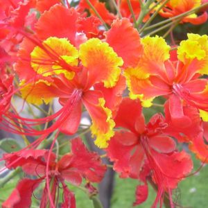 Caesalpinia pulcherrima - Détail des fleurs