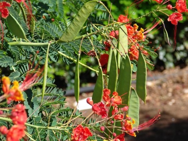Caesalpinia pulcherrima - Gousses de petit flamboyant