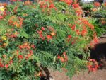 Caesalpinia pulcherrima - Vue de l'arbre