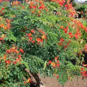 Caesalpinia pulcherrima - Vue de l'arbre