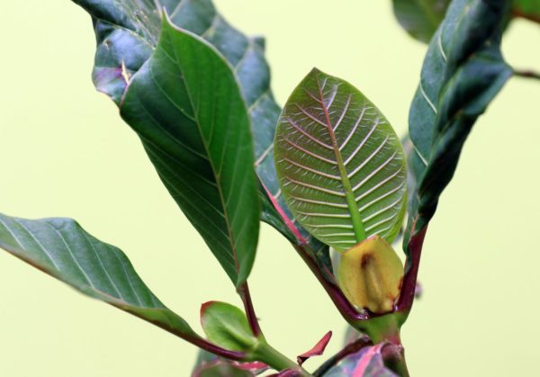 Cinchona officinalis - Détail des feuilles