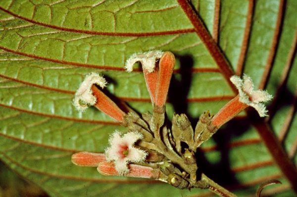 Cinchona officinalis - Détail des fleurs