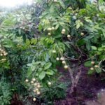 Dimocarpus longan, Vue de l’arbre de Longane, Graines de Dimocarpus longan, Graines de Longane