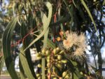 Eucalyptus citriodora - Détail des fruits, fleurs et feuilles