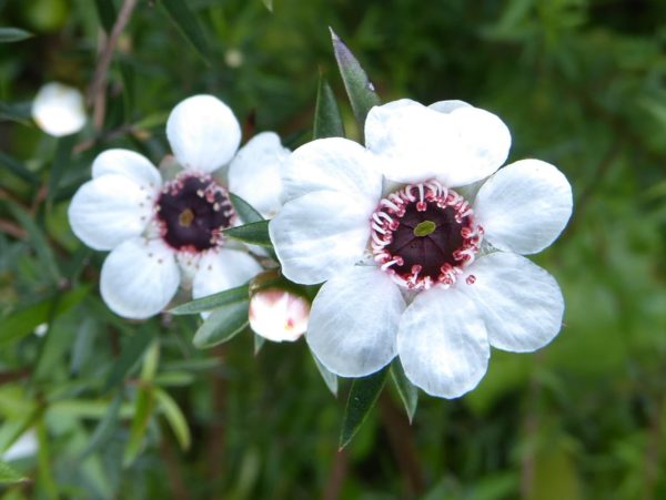 Leptospermum scoparium - Détail des fleurs du Manuka