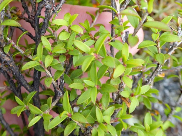 Leptospermum scoparium - Feuilles du Manuka