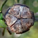 Leptospermum scoparium - Fructification du Manuka