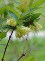 Lonicera caerulea - Floraison