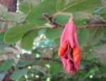 Magnolia sieboldii - Détail du fruit
