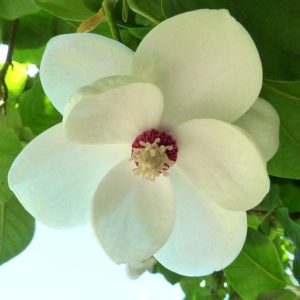 Magnolia sieboldii - Détail d'une fleur