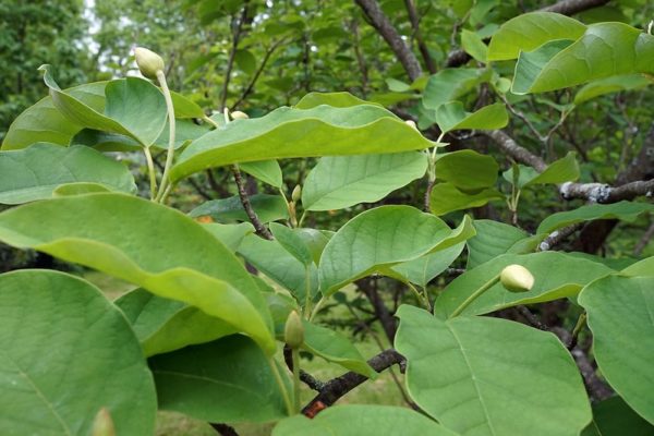 Magnolia sieboldii - Feuillage et bourgeons