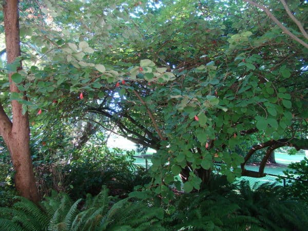 Magnolia sieboldii - Vue de l'arbre aprés fructification