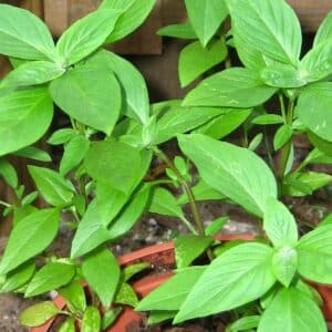 Détail du feuillage d'Ocimum basilicum 'Siam-Queen', Feuilles de Basilic Thaï Siam Queen