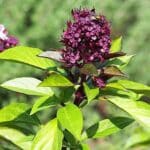Fleur d'Ocimum basilicum 'Siam Queen', Graines d'Ocimum basilicum 'Siam Queen', Graines de Basilic Siam Queen