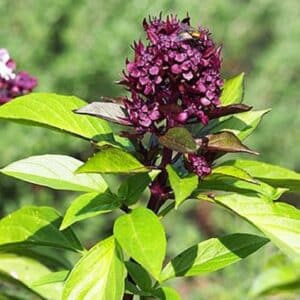 Fleur d'Ocimum basilicum 'Siam Queen', Graines d'Ocimum basilicum 'Siam Queen', Graines de Basilic Siam Queen
