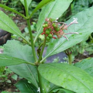 Rauvolfia serpentina - Feuilles et fleurs