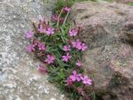 Graines de Saponaria-ocymoides, Graines de Saponaire de Montpellier
