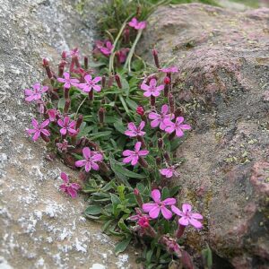 Graines de Saponaria-ocymoides, Graines de Saponaire de Montpellier