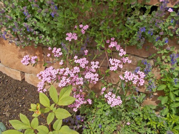 Saponaria-ocymoides - Au jardin