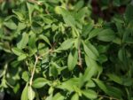 Graines de Saponaria-ocymoides, Graines de Saponaire de Montpellier