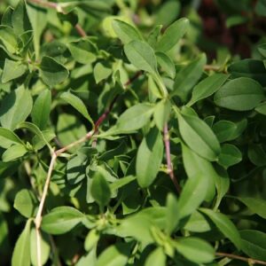 Graines de Saponaria-ocymoides, Graines de Saponaire de Montpellier