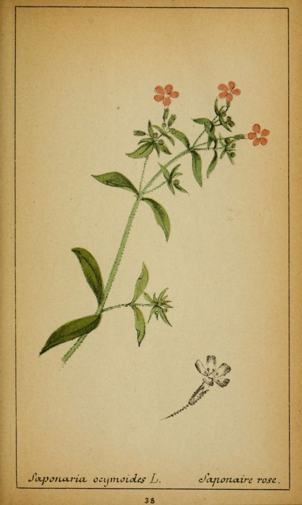 Saponaria-ocymoides - Dessin botanique