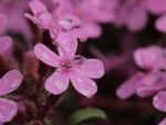 Graines de Saponaria-ocymoides, Graines de Saponaire de Montpellier
