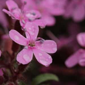 Saponaria ocymoides - Fleurs, bourgeons et feuilles