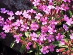 Graines de Saponaria-ocymoides, Graines de Saponaire de Montpellier