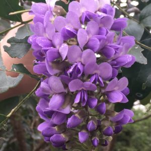 Sophora secundiflora - Détail des fleurs violettes
