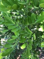 Sophora secundiflora - Détail du feuillage