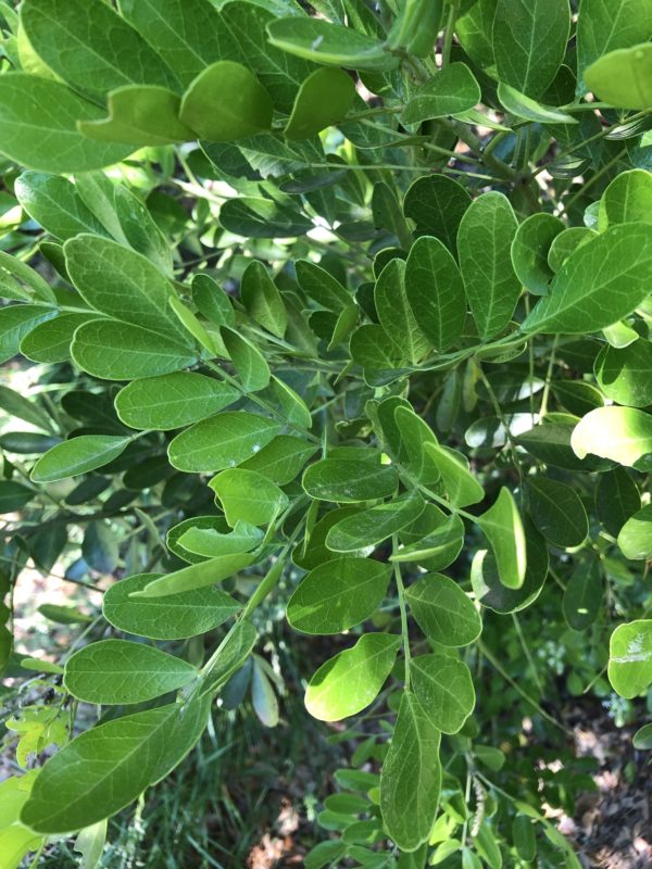Sophora secundiflora - Détail du feuillage