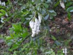Sophora secundiflora - Fructification