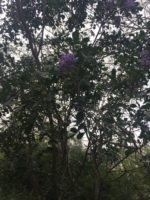 Sophora secundiflora - Vue de l'arbre