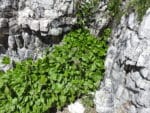 Valeriana montana - Dans son milieu naturel