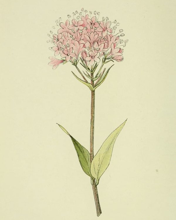 Valeriana montana - Dessin botanique