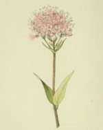 Valeriana montana - Dessin botanique
