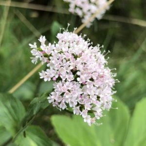 Valeriana montana - Détail de la floraison