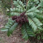 Zanthoxylum riedelianum - Feuilles et fruits