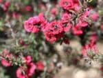 Fleurs de Leptospermum scoparium, Fleurs de Manuka, graines et plants de Leptospermum scoparium, grainse et plants de Manuka