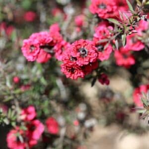 Leptospermum scoparium - Inflorescence