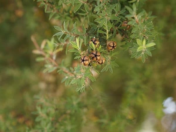 Leptospermum scoparium - Infrutescence et feuillage