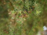 Leptospermum scoparium - Infrutescence et feuillage