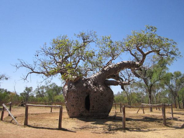 Graines d'Adansonia gregorii, graines de Baobab australien