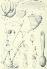 Aframomum angustifolium - Dessin botanique
