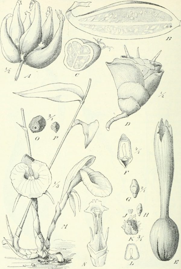 Aframomum angustifolium - Dessin botanique