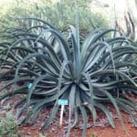 Agave vilmoriniana - Agave pieuvre
